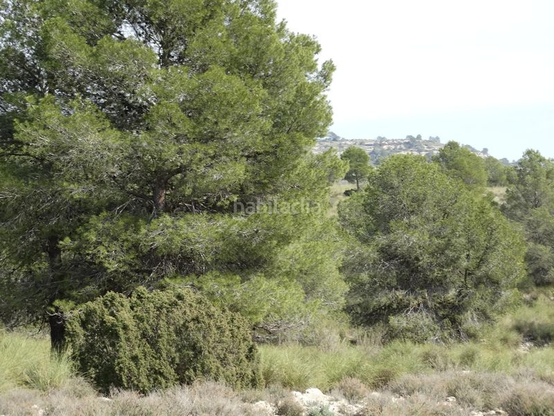 Foto d428fe4e-7e7c-403d-823d-faa65c898a9f. Terreny residencial a Moratalla