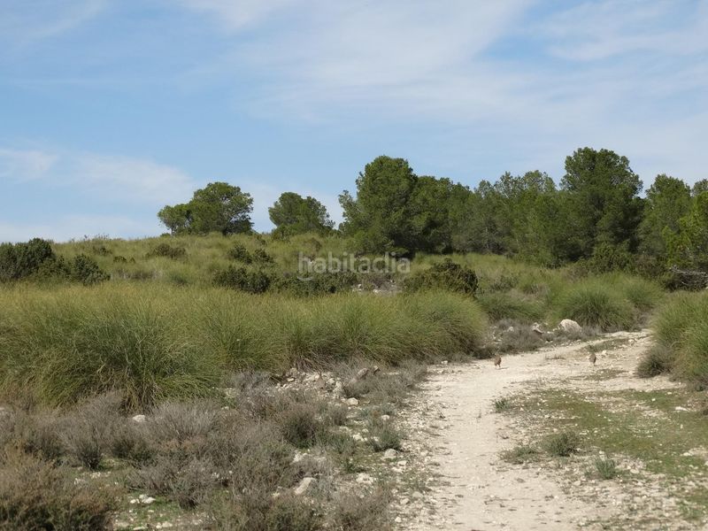 Foto d5b10bf1-266b-4798-b82a-43d67fd869bd. Terreny residencial a Moratalla