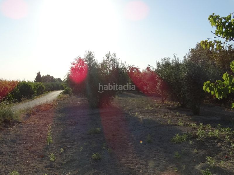 Foto 4a9854fc-a5fd-4caf-8e03-7fdaac5b0920. Finca rústica a Moratalla