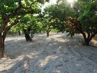 Finca rústica a Moratalla. Tu propio oasis de frutales en plena producción