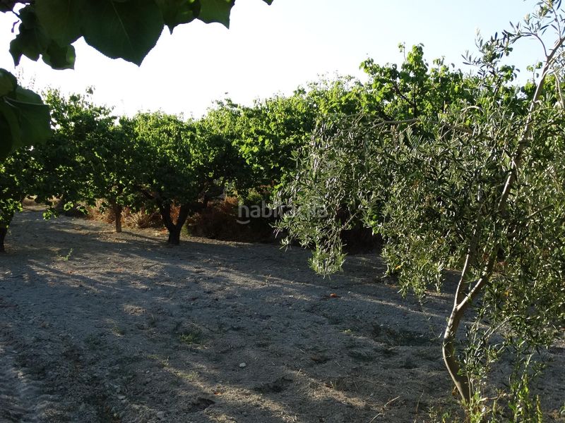 Foto ed5d591f-4592-431f-abcb-3172bd0eb1a8. Finca rústica a Moratalla