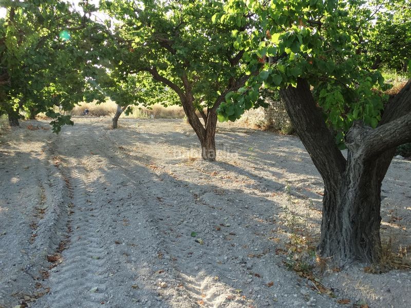 Foto f83f8cec-a4b6-4d40-a5cc-b1e567b99354. Finca rústica a Moratalla