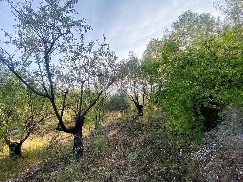 Foto 1a22813d-9fe3-409f-972f-cc10eef446e1. Finca rústica a Moratalla