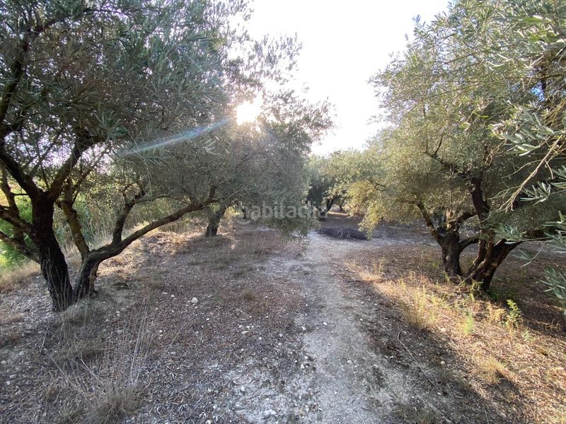 Foto 4f0a3397-a901-4dee-9d70-0f97c674b4c9. Finca rústica a Moratalla