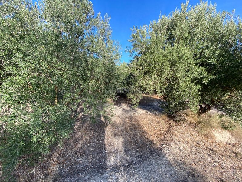 Foto b29d11f5-e9ae-4263-ade1-c34aaa3382ca. Finca rústica a Moratalla