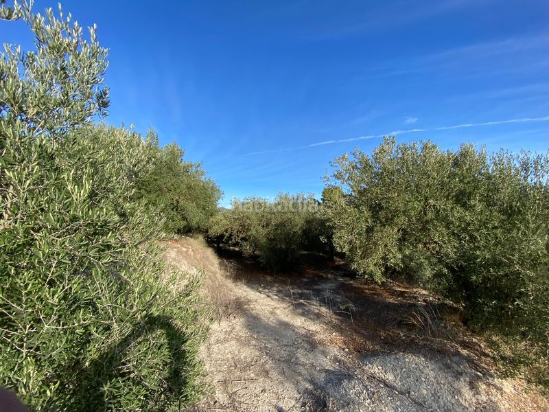 Foto f8eec68e-8657-4f4c-b714-a51e38f68aeb. Finca rústica a Moratalla