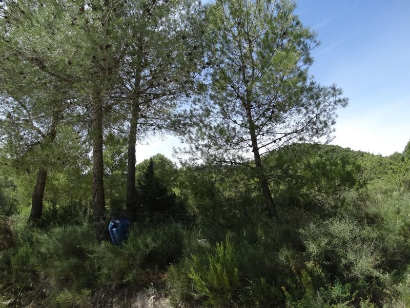 Foto 5ad96e68-45c3-4edb-9a04-560f5648fb76. Finca rústica a Moratalla