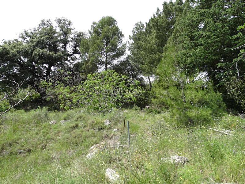 Foto 5d4cf26e-81b4-4eb4-9228-4998c4bea137. Finca rústica a Moratalla