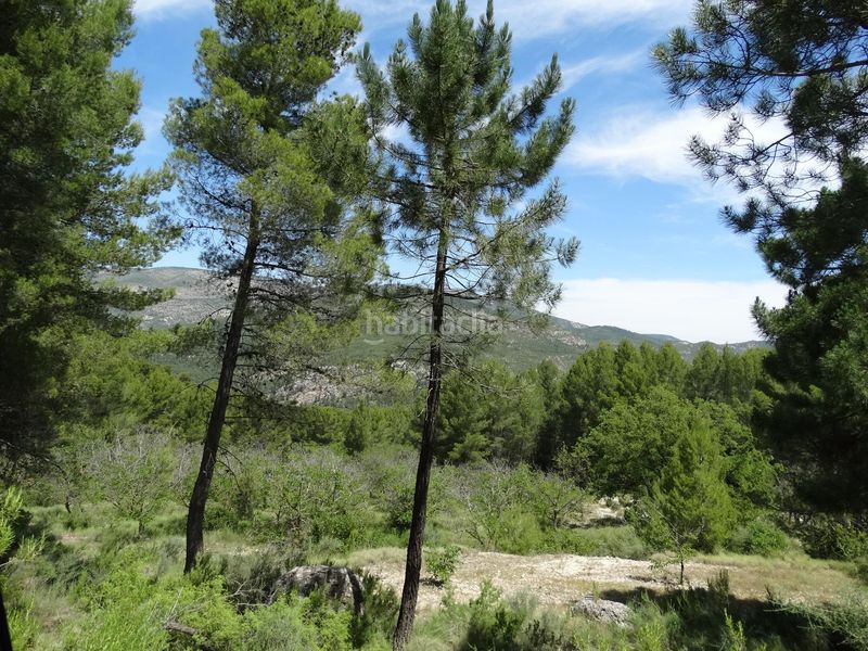 Foto cc8771af-0603-4283-b183-b0886b56fb64. Finca rústica a Moratalla