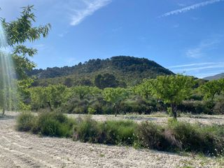 Finca rústica a Moratalla. Paraíso agrícola en la sierra de moratalla almendros, olivos y v