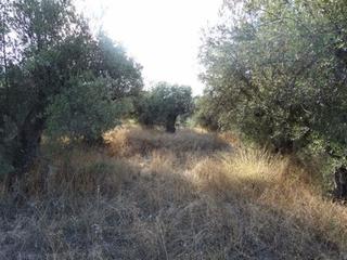 Finca rústica en Moratalla