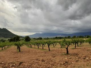 Finca rústica a Moratalla. Estupenda finca de almendros en moratalla