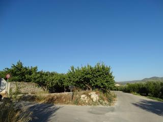 Finca rústica a Moratalla. Huerta de albaricoqueros en producción en moratalla