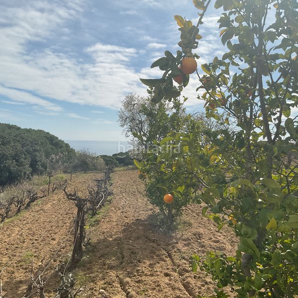 Foto c7007ba6-687d-4c2a-9d18-e38b11d4734e. Finca rústica a Arenys de Munt