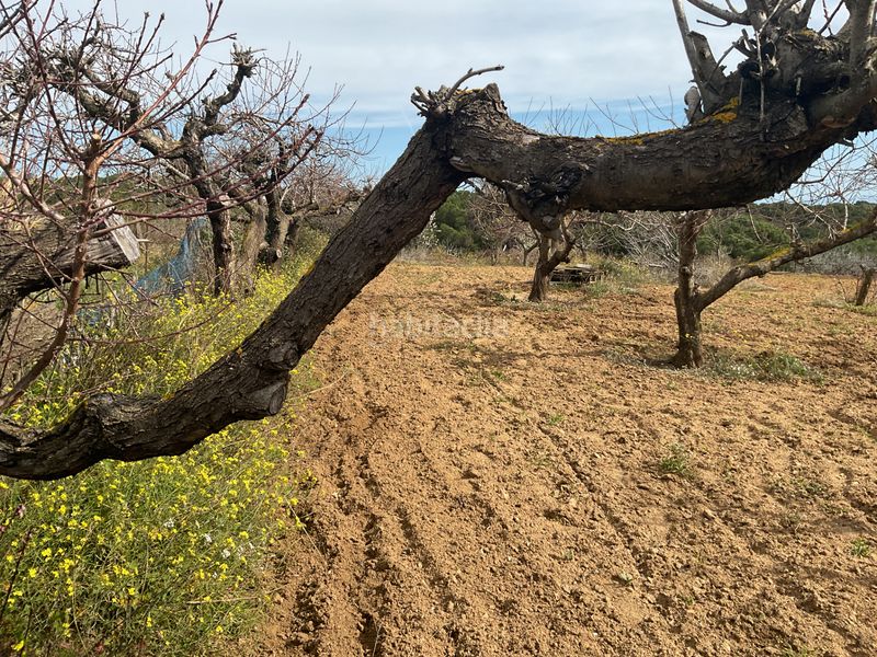 Foto c78fb944-2f18-45fb-81aa-90ffb9d3b90f. Finca rústica a Arenys de Munt