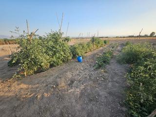 Finca rústica en Pago de tagarete 13. Terreno rústico de regadío en venta en albolote – pago tagarete