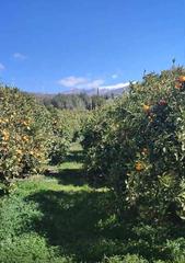 Finca rústica a Lecrín. Terreno agrícola en lecrin!!