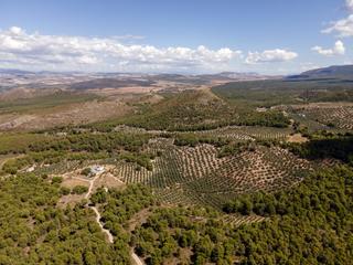 Finca rústica a Cortijo del cura. Terreno de olivos con casas rurales en sierra arana, iznalloz!!