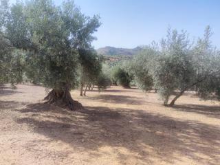 Finca rústica a Cogollos de la Vega. Terreno con olivos en cogollos vega!!