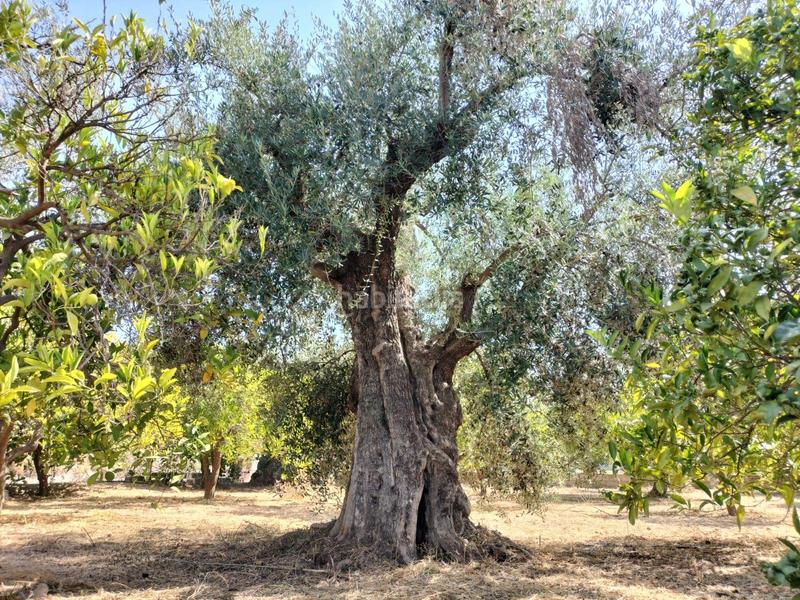 Foto 6a802774-6cb4-4e26-86b5-8c6c17c0b0b4. Finca rústica a Lecrín