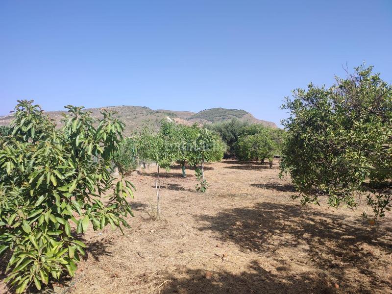 Foto a0388875-e7b9-438e-8e25-3a0c9a4151c5. Finca rústica terreno agrícola en lecrin!! en Lecrín