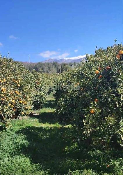Foto f1f6fdf0-0a75-459c-ad88-fa83fbae2b11. Finca rústica terreno agrícola en lecrin!! en Lecrín