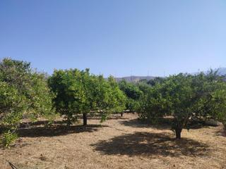 Rural plot in Lecrín. Terreno agrícola en lecrin!!