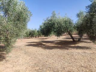 Finca rústica a Cogollos de la Vega. Terreno con olivos en cogollos vega!!