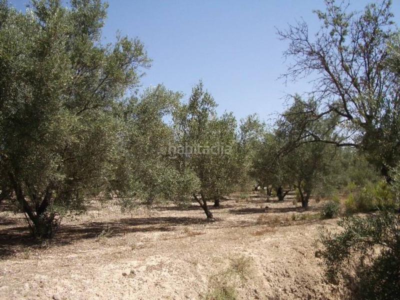 Foto 1638e9c8-d134-432d-add6-9c3354a27301. Terreno residencial terreno en venta en lolleria en Olleria (l´)