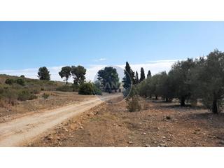 Finca rústica  Partida la baronia. A la venta finca rústica de grandes dimensiones en ontinyent