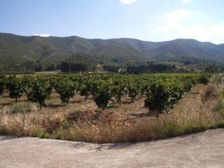 Finca rústica  Corral de miquel. Terrenos de 2 mano en venta