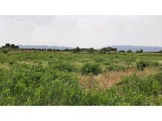 Finca rústica  El figueral. Terreno para tu próximo chalet a un precio bajo