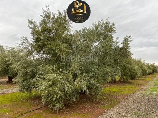 Foto 1520704a-3204-44c4-9480-03d01e048a58. Terreny residencial a Arrayanes Linares