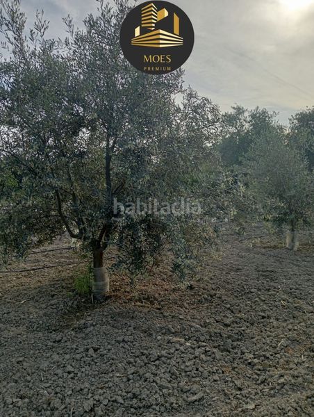 Foto db08e110-ced4-4497-a858-64a2360f60d6. Xalet a Begíjar