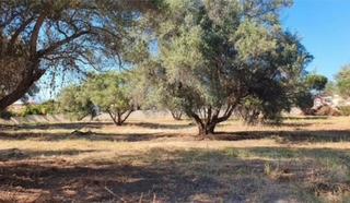 Rural plot in Guadalmina Alta. Terreno san pedro alcantara
