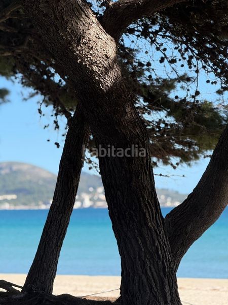 Foto 910e11e9-2257-481e-9dc2-a5bd585b3caa. Apartament a port d´Alcúdia-platja dálcúdia Alcúdia