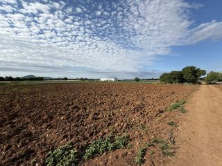 Country house  Polígono poligon 25 1420. Finca rústica edificable de 28.000 m2 en manacor  ideal para pro