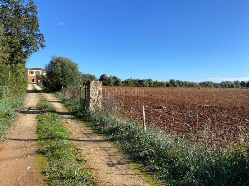 Foto 9af8c59a-0361-4929-a28c-f63458aed993. Masia a Sineu