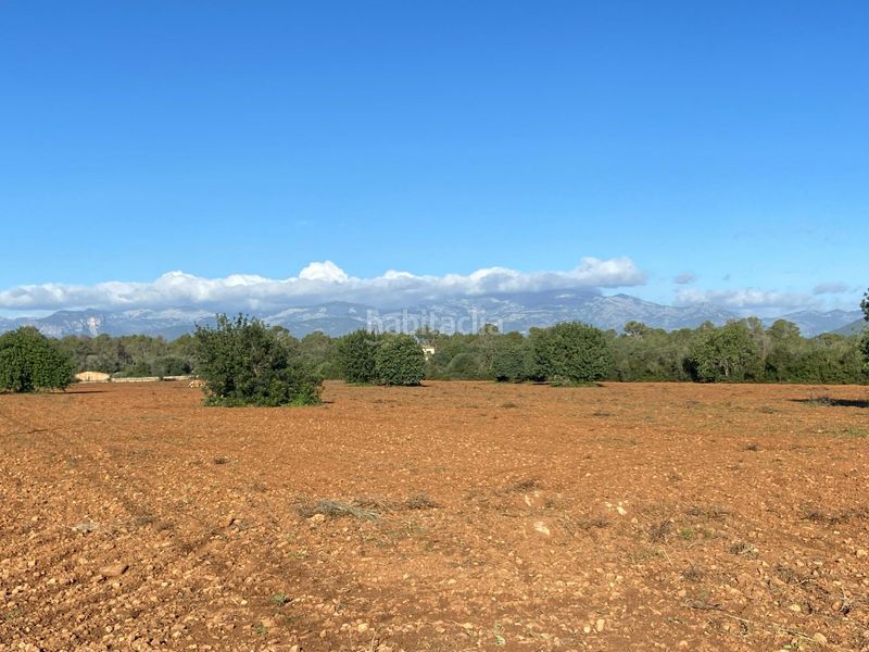 Foto ea21b9e6-95aa-4683-88a4-9b73c950b19f. Masia a Sineu