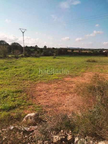 Foto 33e5e9e9-4d91-4ef8-97bf-270638821399. Finca rústica terreno de unos 3897m2 en Llubí