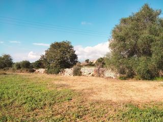 Finca rústica a Llubí. Terreno en llubí de unos 3897m2