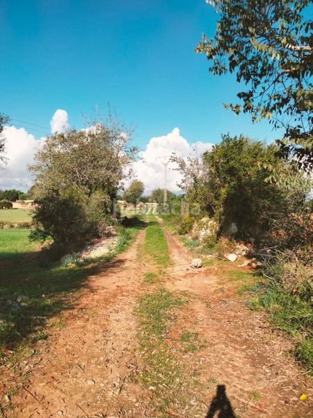 Foto ae7391a3-9a8c-4247-9fa8-ebb0968353dc. Finca rústica terreno de unos 3897m2 en Llubí