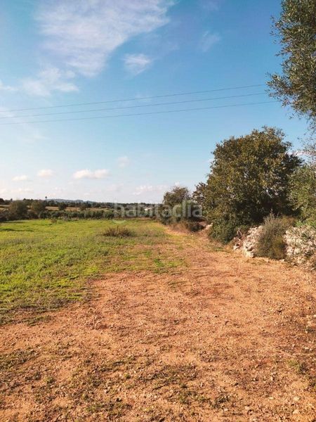 Foto d9097dbd-3c43-47c0-81d5-a5bebbd640aa. Finca rústica terreno de unos 3897m2 en Llubí
