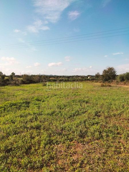 Foto f89c379d-6f1e-4b8e-b881-9b0552ced33e. Finca rústica terreno de unos 3897m2 en Llubí