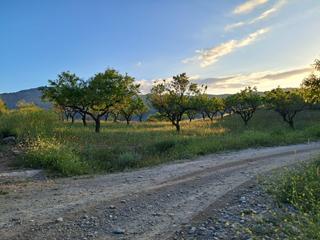 Finca rústica  Rambla flores. Terreno en bayarque de 8 hectáreas de almendros.
