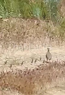 Foto 0c01e634-bbd6-4ae4-b89b-b22956ccf9e4. Finca rústica a Velefique