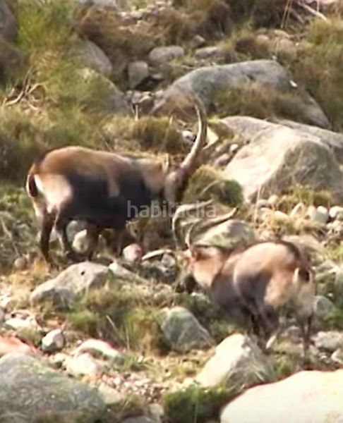 Foto b0cbb935-f16e-449f-826b-efafa5c69f88. Finca rústica a Velefique