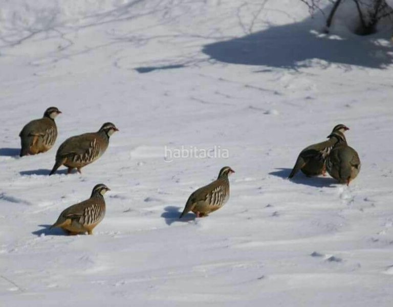 Foto f18eb08c-f0a0-43fd-9d7f-d59d0f96cb98. Finca rústica a Velefique