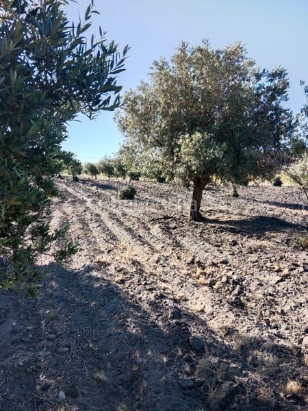 Foto 58d5ce57-7222-4838-8216-8ffadf1ecbe0. Finca rústica a Senés