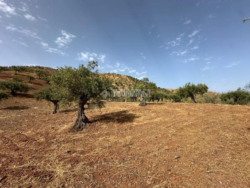 Foto 04c776b8-4938-483f-9479-665ee6733825. Masía casa rural en venta en Álora